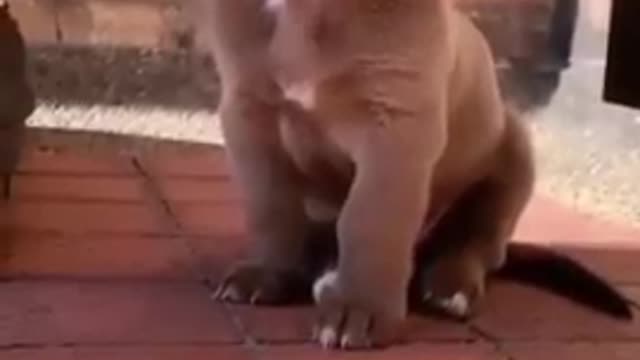 Top Funny Cute Dog Videos and TIKTOK Compilation #short