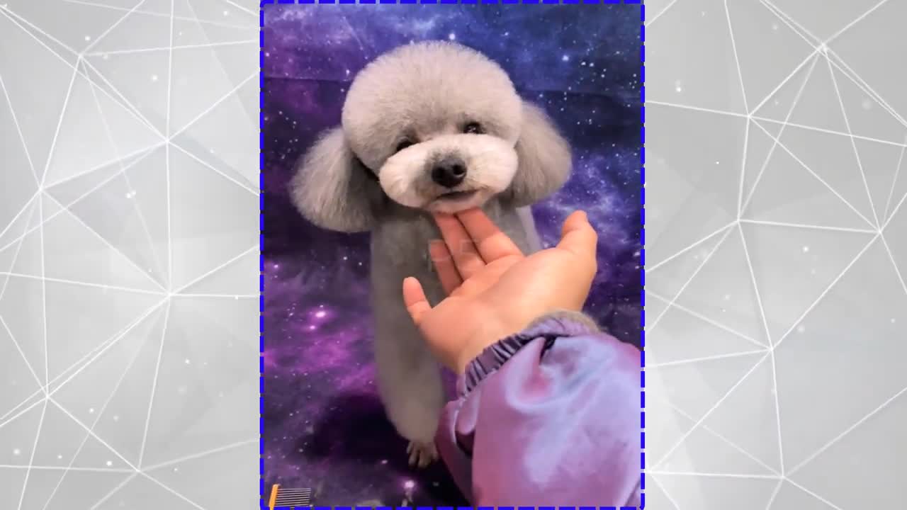 Cute dog ,| hair cutting