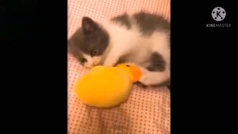 Fuuny cat funny Dog videos 2021