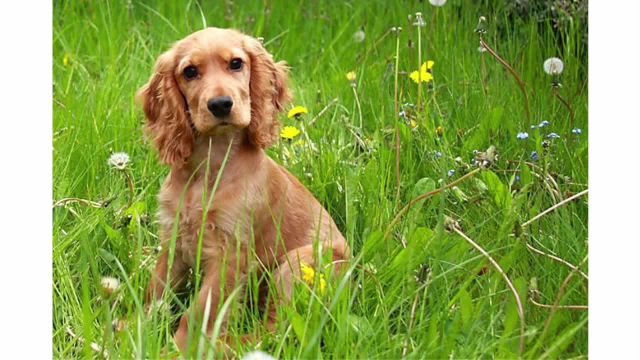 How to Train a Cocker Spaniel - Learn to Train a Cocker Spaniel Dog