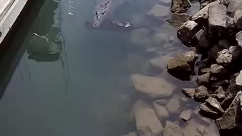 Alligator eats dog for lunch!