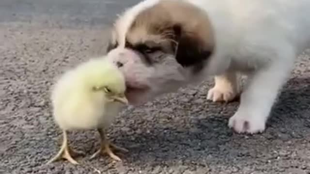 Cute and Funny Dogs Videos Compilation 2021