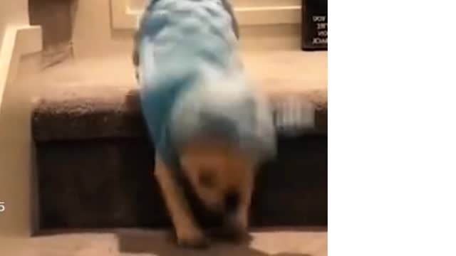 Funny dogs |Compliment fail😆
