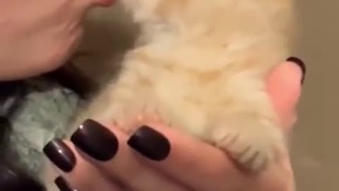 Lovely cats