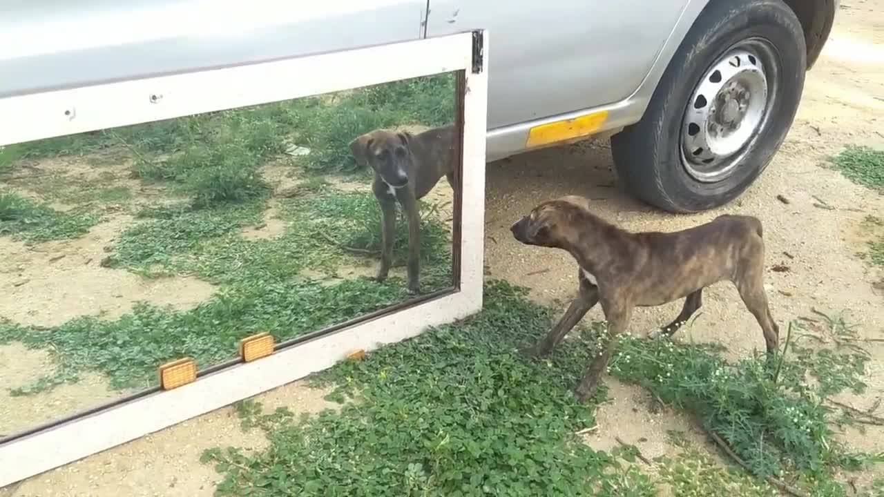 Mirror Prank Dog Hilarious | Funny Reaction | oct 2021