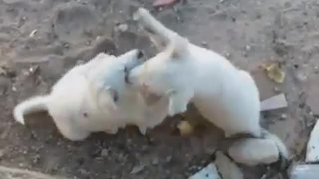 Cute Puppies have fun and play together