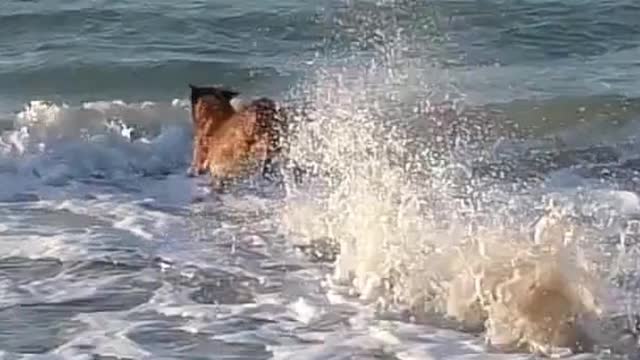 #Shorts #The dog is running on the beach