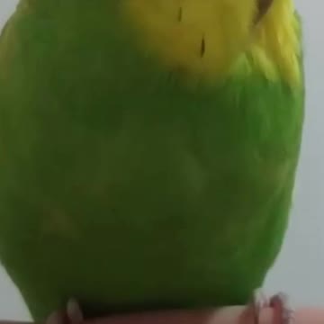 The love bird sits in peace and quiet at home