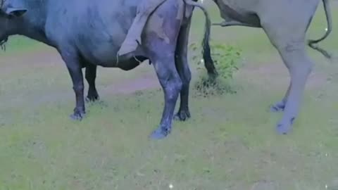 The behavior of wild animals that make you happy and excited