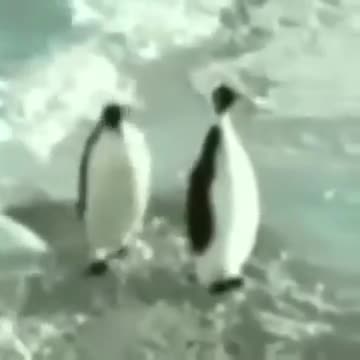 .Shut UP! (VINE) 2015!