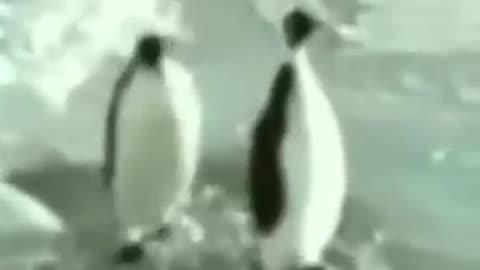 .Shut UP! (VINE) 2015!