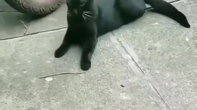 Funny cat video like and subscribe #rumble