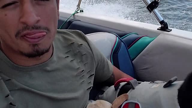 Doberman's reaction to speedboat