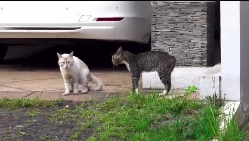 Cats fighting. Cute