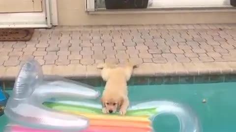 .The dog wants to swim.