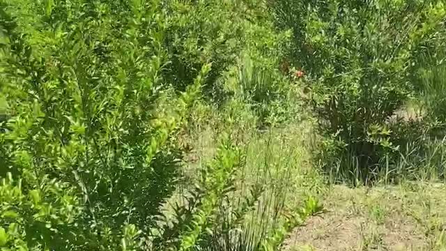 Bright red flowers on unique green plants