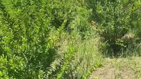 Bright red flowers on unique green plants