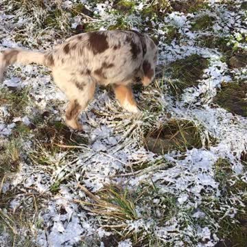 Cute little puppy discovers frozen ground for the very first time