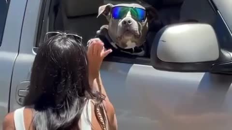 cool dog