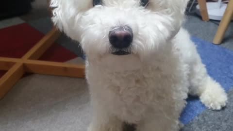 Lovely puppy, hand, nose, Good dog