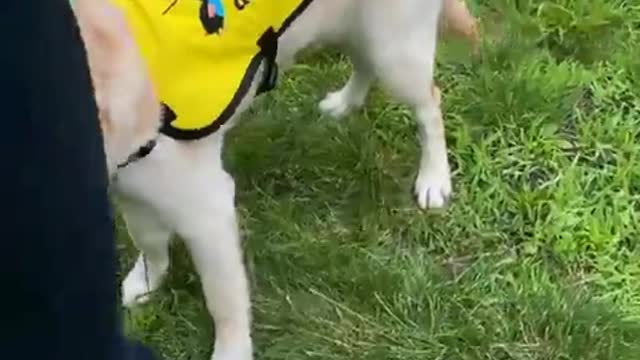 Puppy Gets A Special Treat