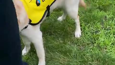 Puppy Gets A Special Treat