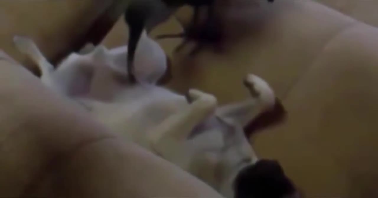 the funniest clips of animals