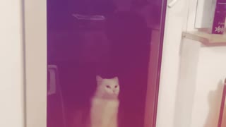 Music white cat swipes up and down on a glass window