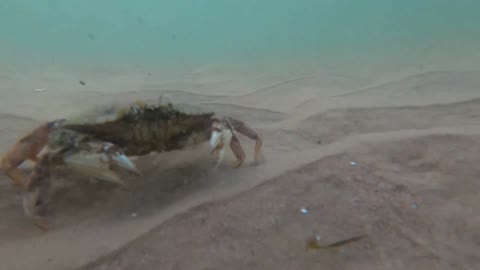 Crab Walking