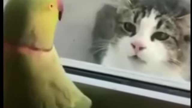 Funny Cat videos of 2021 - Funny animal videos 2021 #shorts #funnyanimalvideos