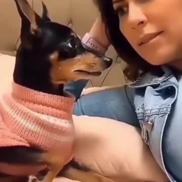 iip😹_ Best #funny Dogs #shorts Video😂_ #trending #animals #reels