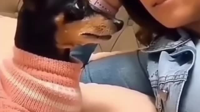 iip😹_ Best #funny Dogs #shorts Video😂_ #trending #animals #reels