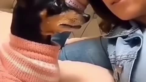 iip😹_ Best #funny Dogs #shorts Video😂_ #trending #animals #reels