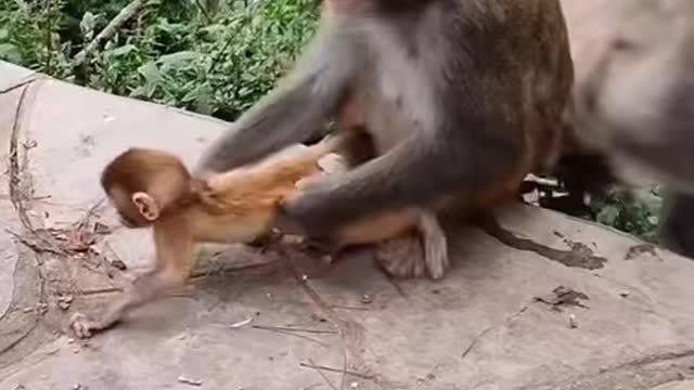 Monkey and baby