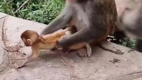 Monkey and baby