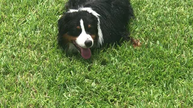 Funny Pup Pranks Owner With A Sprinkler Shower