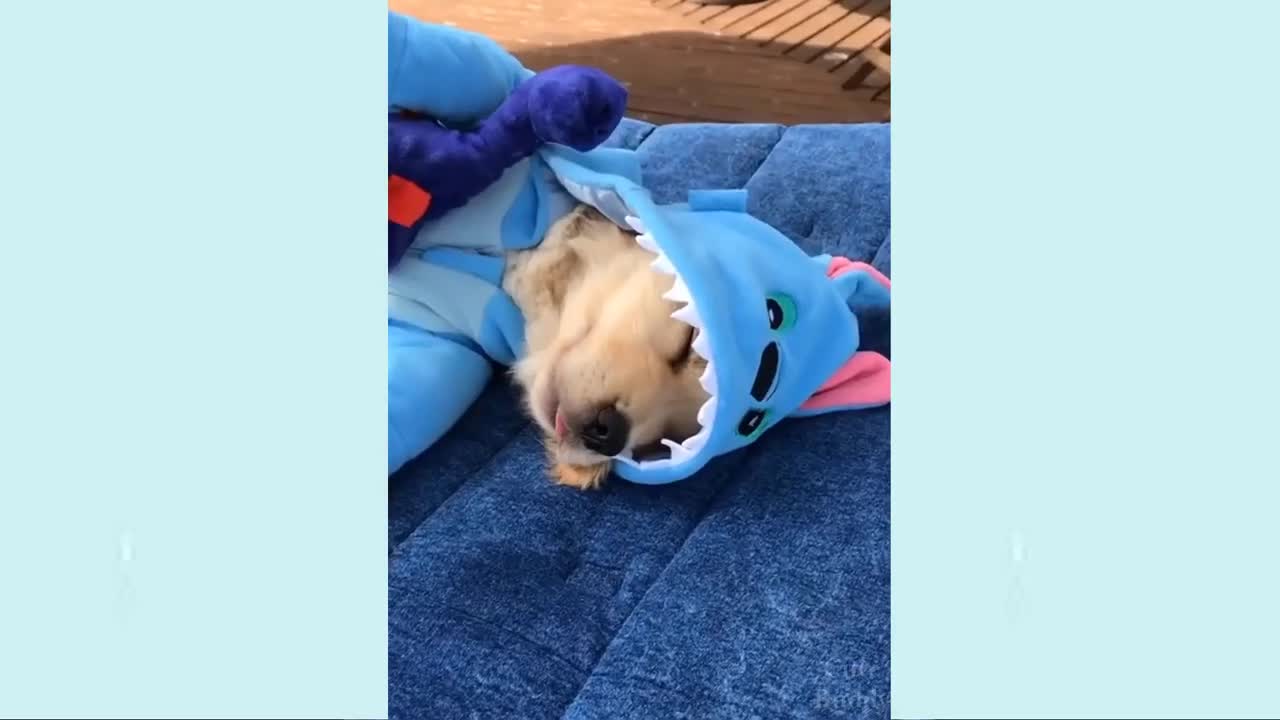 Most liked funny dog videos!