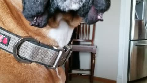 Boxer Dogs