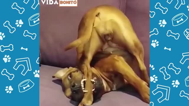 funny animals having fun