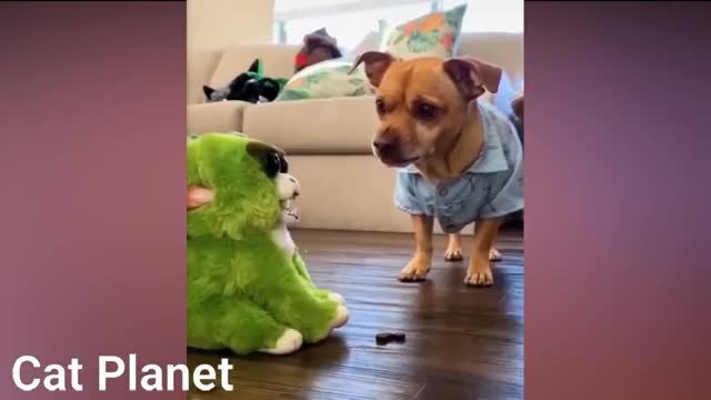 Funny Cats Video Compilations