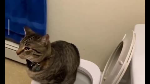Funny scene with cats
