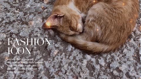 cat tiktok