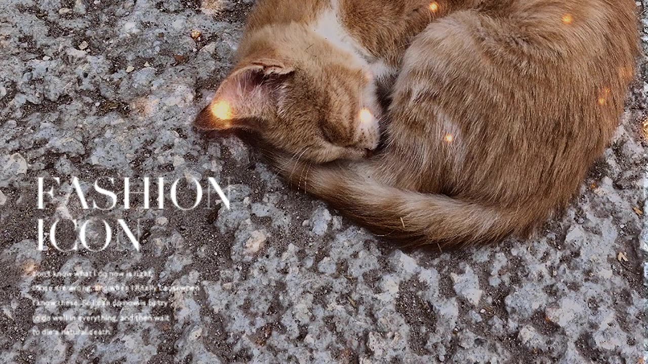 cat tiktok