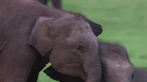 To baby elephants play together and fun and enjoy