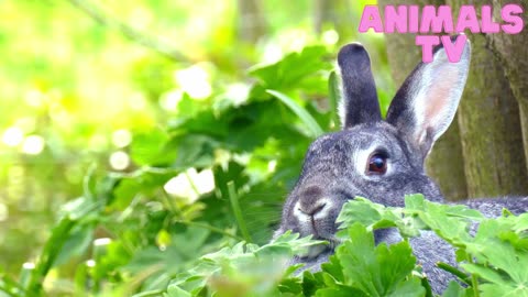 little rabbit on the farm