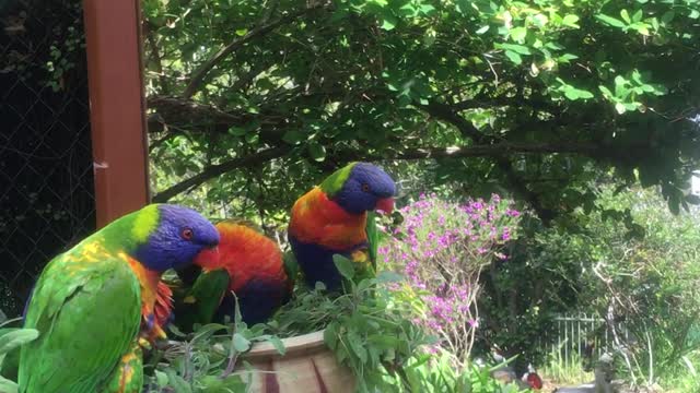 Lorikeets Mesmerized by Mirror