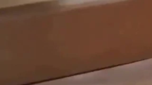 A Cute Cats and Funny Dogs Video