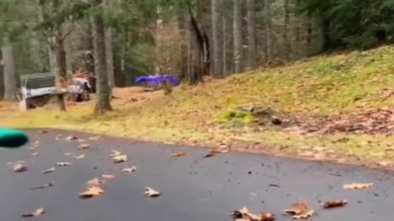 Try_not_to_laugh_funny_animals_video