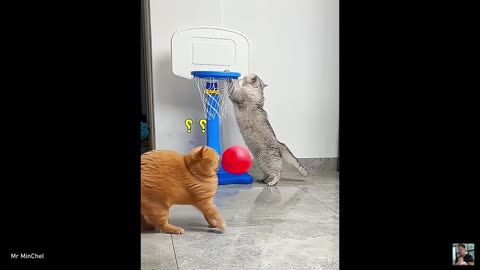 Hilarious Animal Moments Part 7