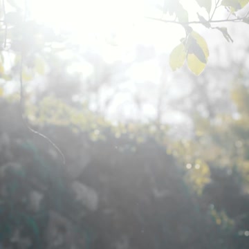 Sunlight through Leaves
